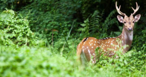 Kathmandu to Nepalgunj Flight